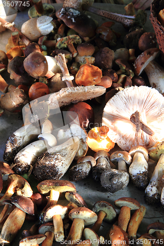 Image of autumnal mushrooms collection