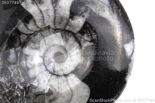 Image of ammonite fossil