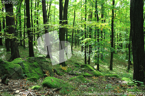 Image of small czech forest 