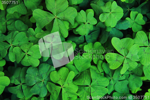 Image of green natural background