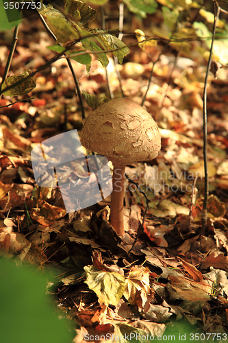 Image of parasol mushroom in the forest 