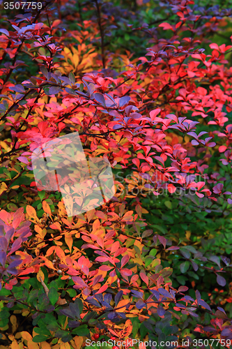 Image of autumnal leaves texture 