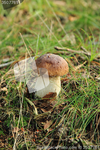 Image of edible wild mushroom