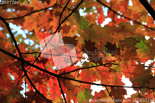 Image of autumnal leaves texture 
