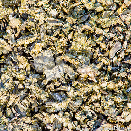 Image of colony of seashell mussels on a hunting island  beach