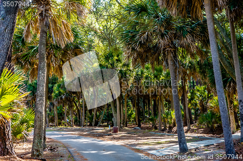 Image of nature scenes around hunting island south carolina