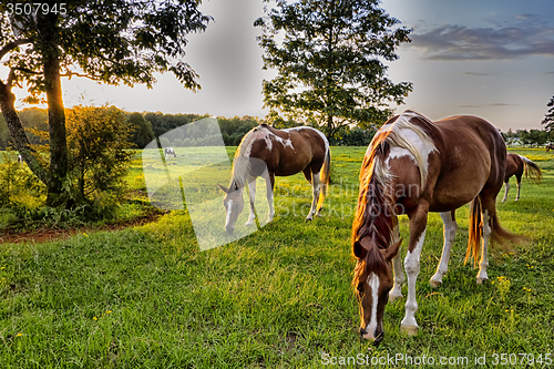 Image of Beautiful  horse on the pasture at sunset in south carolina moun