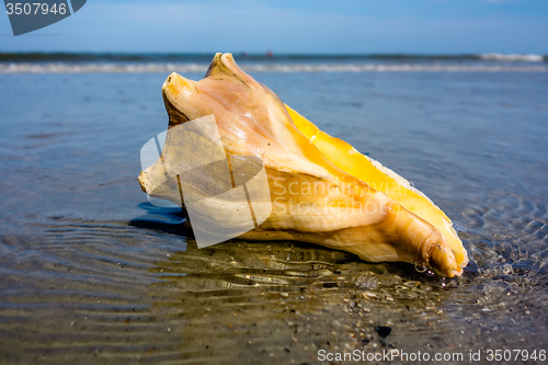 Image of sea shell on a beach of atlantic ocean at sunset