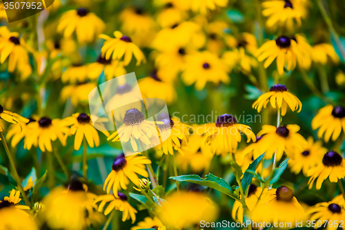 Image of Bright yellow rudbeckia or Black Eyed Susan flowers in the garde