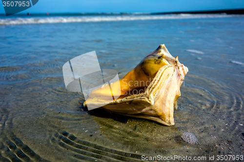 Image of sea shell on a beach of atlantic ocean at sunset