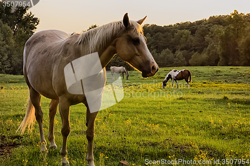 Image of Beautiful  horse on the pasture at sunset in south carolina moun