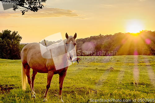 Image of Beautiful  horse on the pasture at sunset in south carolina moun