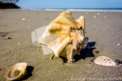 Image of sea shell on a beach of atlantic ocean at sunset