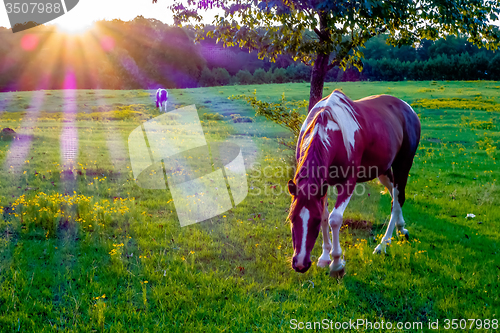 Image of Beautiful  horse on the pasture at sunset in south carolina moun