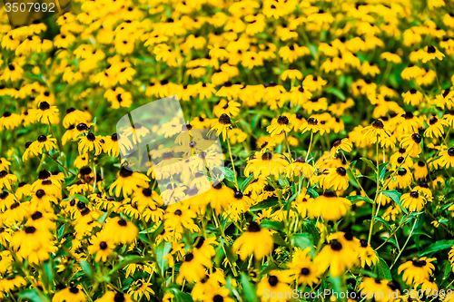 Image of Bright yellow rudbeckia or Black Eyed Susan flowers in the garde