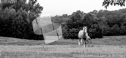 Image of Beautiful  horse on the pasture at sunset in south carolina moun