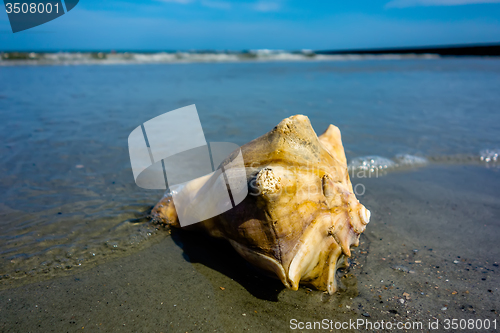 Image of sea shell on a beach of atlantic ocean at sunset