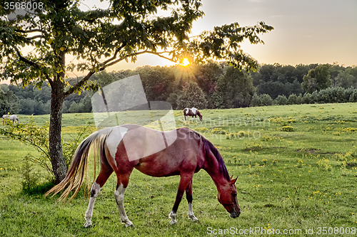 Image of Beautiful  horse on the pasture at sunset in south carolina moun