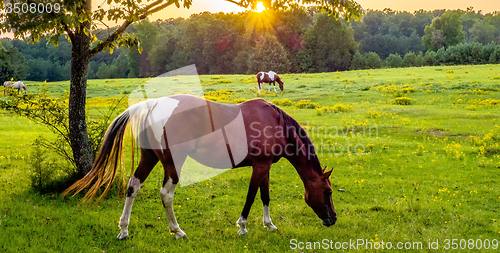 Image of Beautiful  horse on the pasture at sunset in south carolina moun