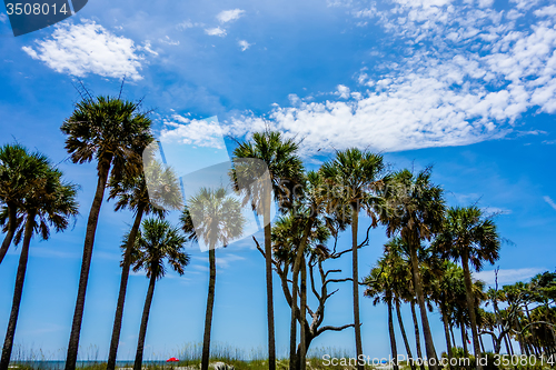 Image of nature scenes around hunting island south carolina