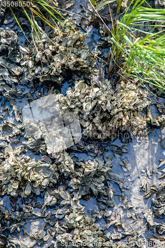 Image of colony of seashell mussels on a hunting island  beach