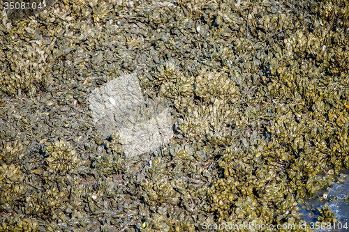 Image of colony of seashell mussels on a hunting island  beach