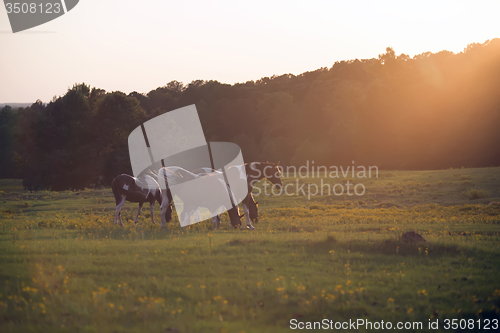 Image of Beautiful  horse on the pasture at sunset in south carolina moun