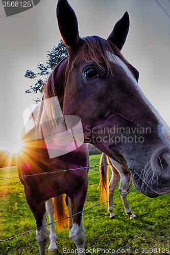 Image of Beautiful  horse on the pasture at sunset in south carolina moun