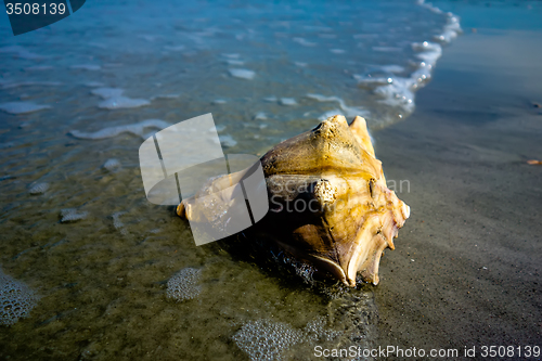 Image of sea shell on a beach of atlantic ocean at sunset
