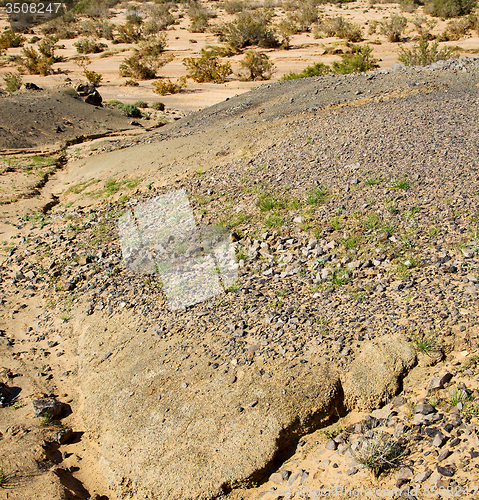 Image of  bush old fossil in  the desert of morocco sahara and rock  ston