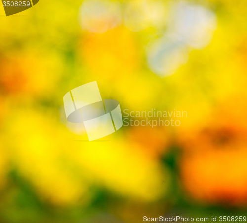 Image of  white in london yellow flower field background