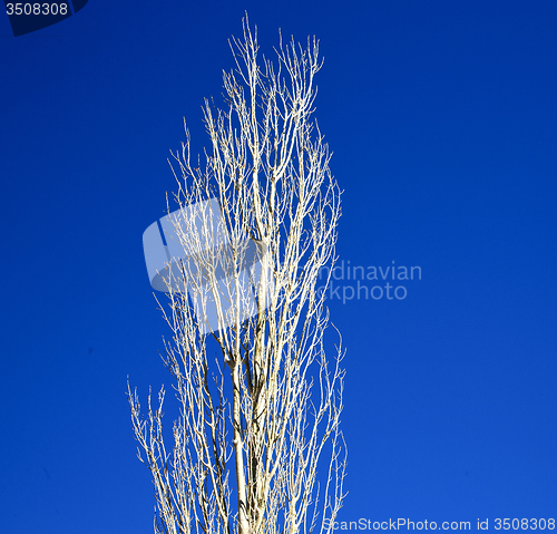 Image of dead wood in the sky morocco africa winter