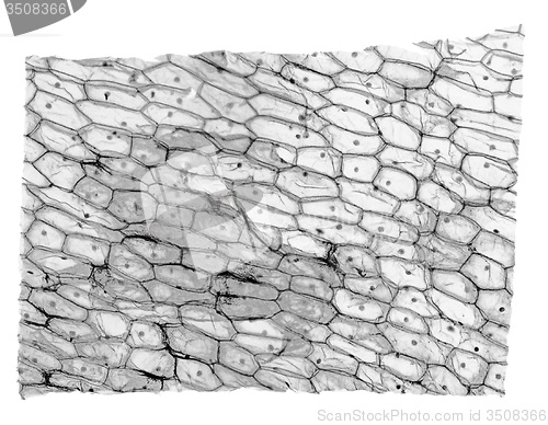 Image of Black and white Onion epidermus micrograph