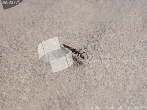 Image of Ant insect