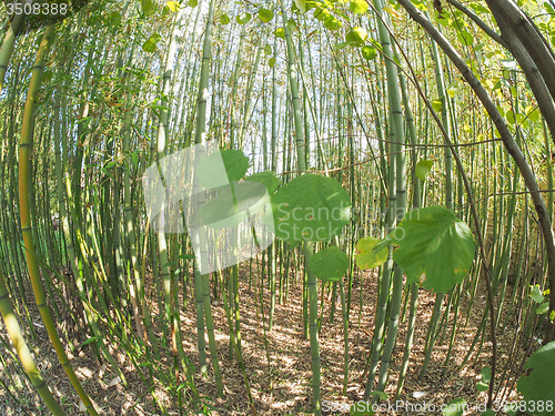 Image of Bamboo tree