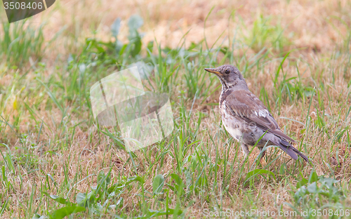 Image of Young song thrush (Turdus philomelos)