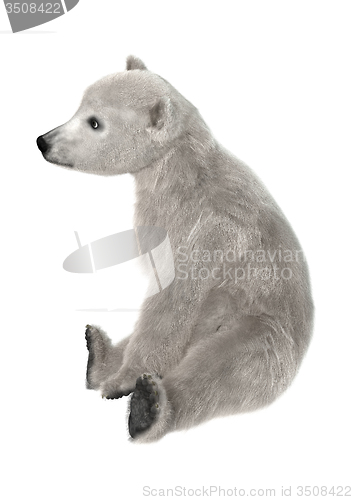 Image of Polar Bear Cub