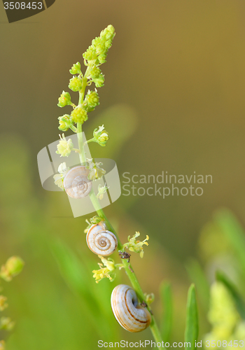 Image of Group of small snails