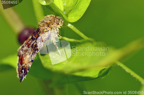 Image of Gypsy moth butterfly