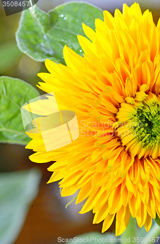 Image of  decorative sunflower