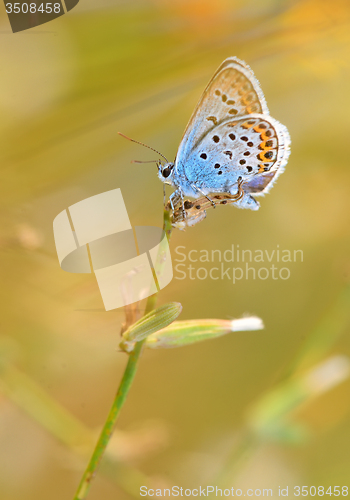 Image of Plebejus argyrognomon