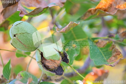 Image of ripe walnut on a tree