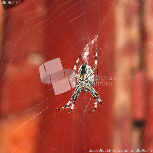 Image of Big spider hanging on a web