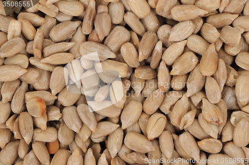 Image of sunflower seed background