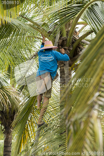 Image of ASIA THAILAND SAMUT SONGKHRAM PALM SUGAR