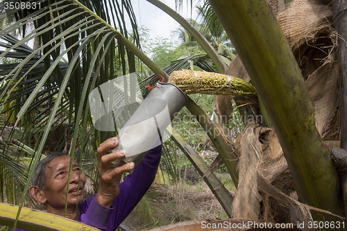 Image of ASIA THAILAND SAMUT SONGKHRAM PALM SUGAR