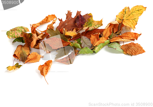 Image of Autumn dried leafs isolated on white background