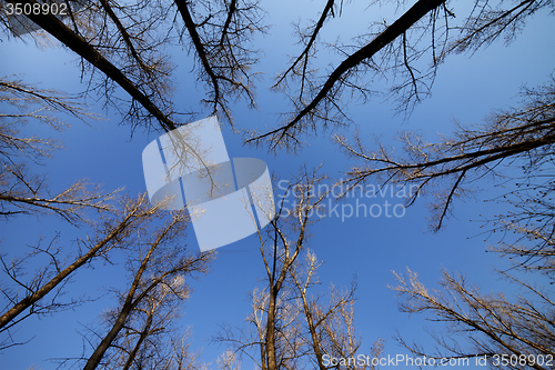 Image of Autumn forest and blue sky