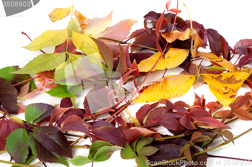 Image of Multicolor autumn leafs