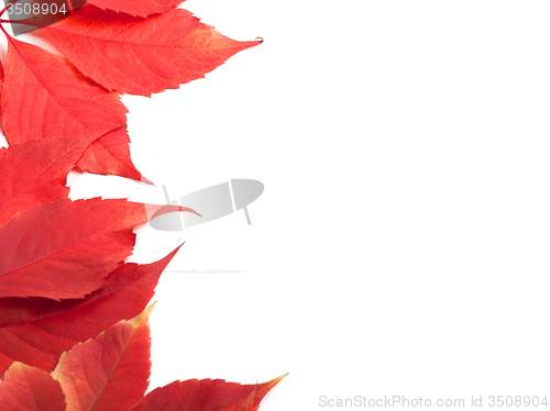 Image of Red autumn leaves background with copy space